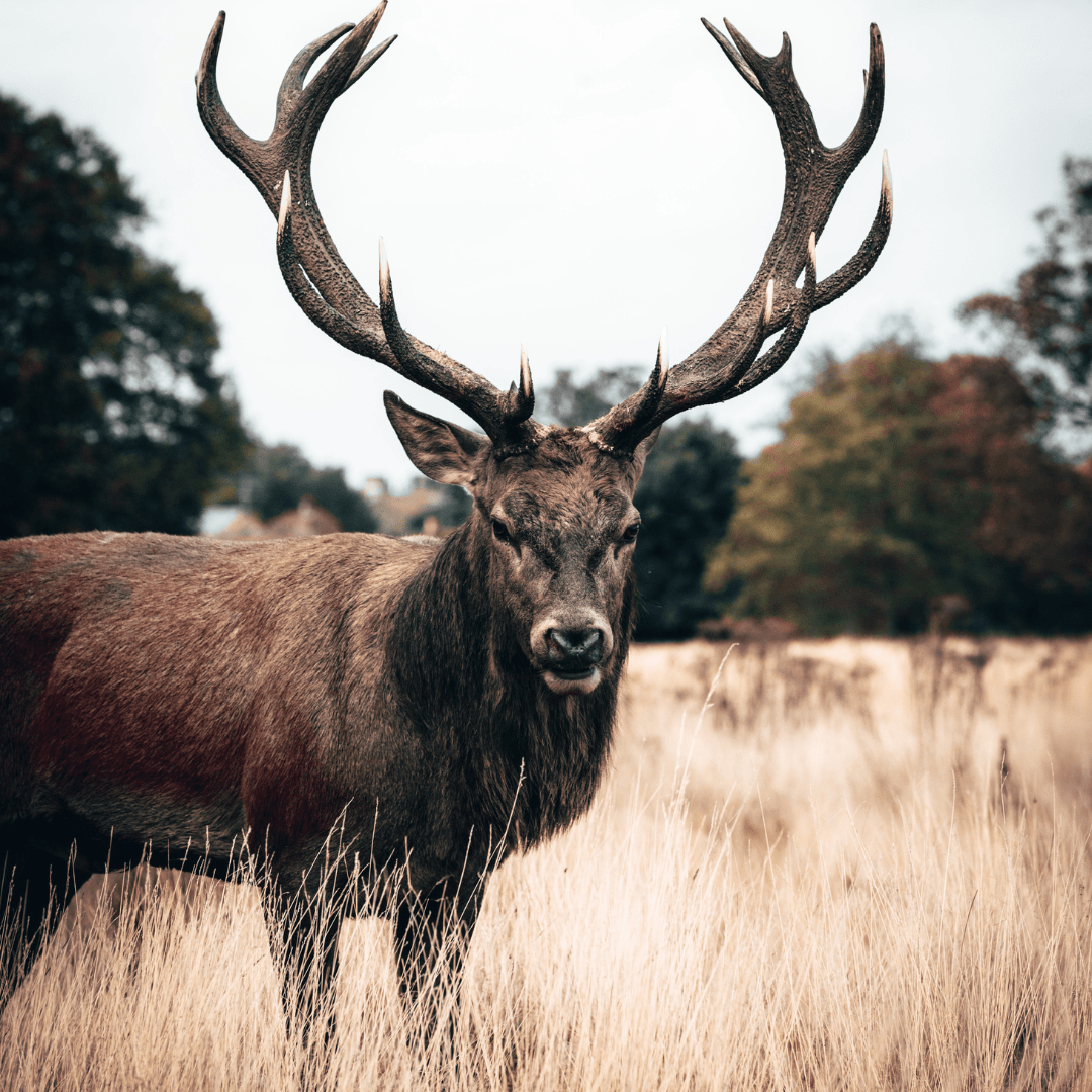 Chiropractors & Hunters: a match made in&nbsp;heaven